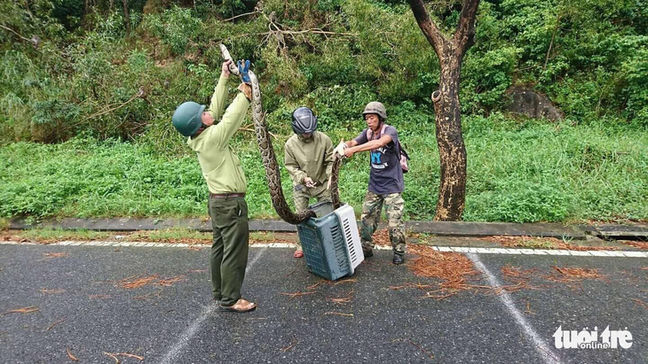 Trăn gấm 4 mét quấn chết khỉ bên vệ đường dưới núi Sơn Trà - Ảnh 3.