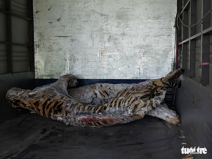 Chuyển xác 9 con hổ ở Nghệ An về Bảo tàng Thiên nhiên Việt Nam - Ảnh 1.