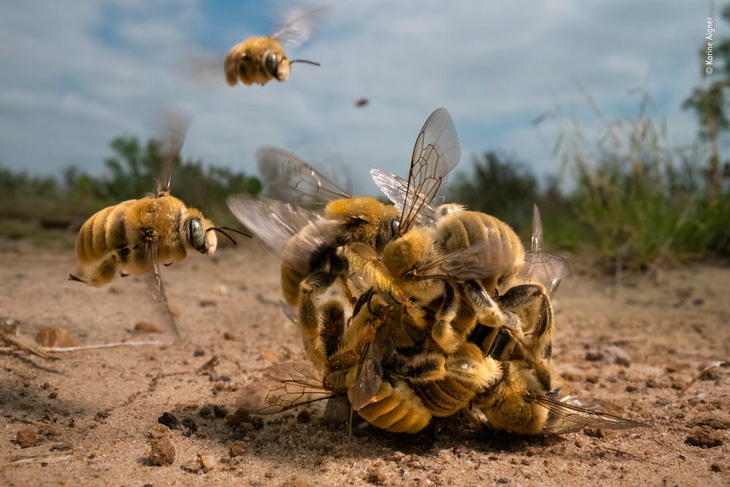 Bầy ong đực đánh nhau giành con cái thắng giải Nhiếp ảnh Động vật hoang dã - Ảnh 1.