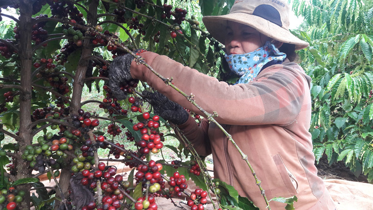 Nhà vườn trong nước đang bước vào vụ thu hoạch cà phê - Ảnh: N.TRÍ