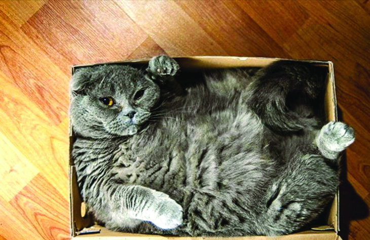 Vì sao bọn mèo ưa nằm trong hộp? - Ảnh 1.