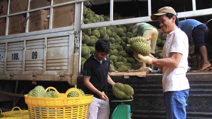 Vụ đòi lại mã vùng trồng sầu riêng: Sẽ thu hồi mã vùng nếu có tranh chấp - Ảnh 1.