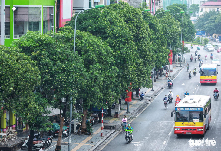 Bộ Công an yêu cầu định giá cây xanh ở Hà Nội giai đoạn 2016-2018 - Ảnh 1.