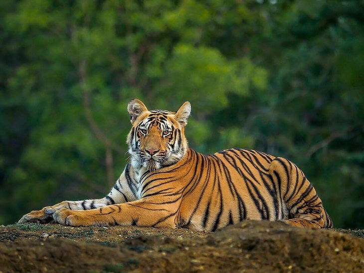 Ấn Độ: Bắt được con hổ đã giết hại 13 người - Ảnh 1.