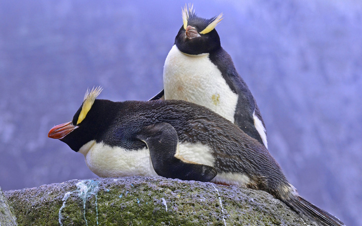 Giải mã thói quen sinh sản kỳ lạ của chim cánh cụt mào dựng