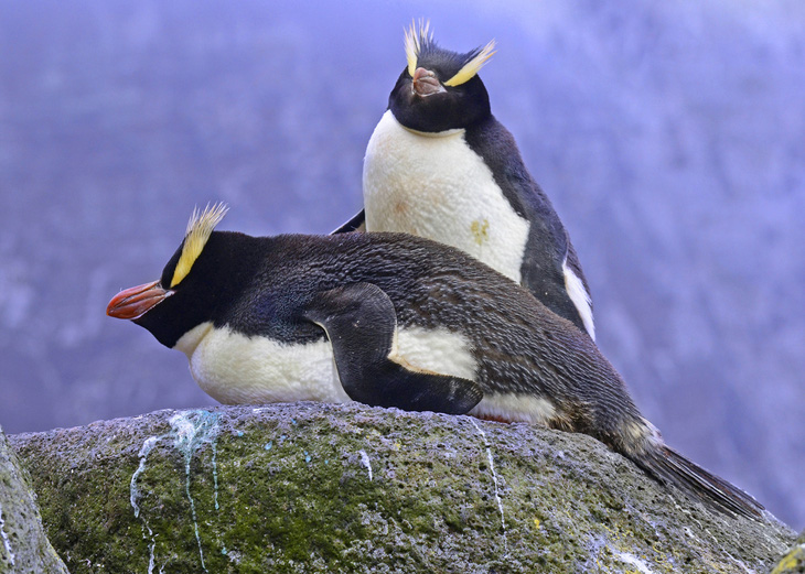 Giải mã thói quen sinh sản kỳ lạ của chim cánh cụt mào dựng - Ảnh 1.