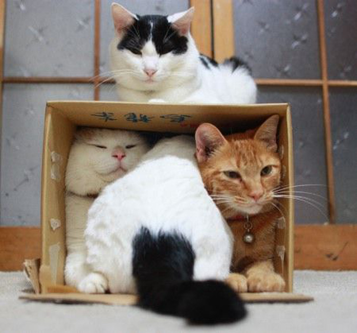 Vì sao bọn mèo ưa nằm trong hộp? - Ảnh 2.