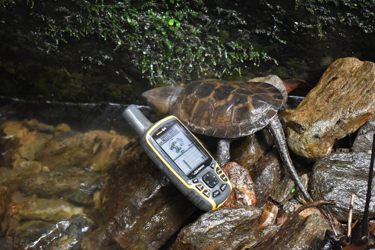 Phát hiện nhiều loài rùa quý hiếm tại Khu bảo tồn thiên nhiên Pù Hu - Ảnh 7.