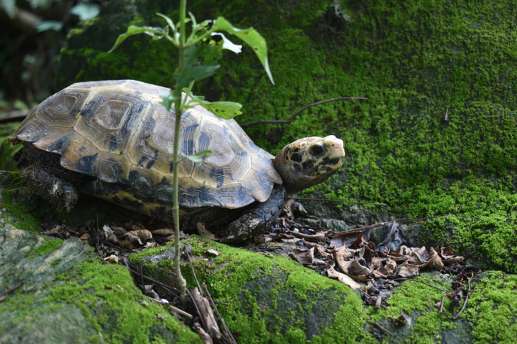 Phát hiện nhiều loài rùa quý hiếm tại Khu bảo tồn thiên nhiên Pù Hu - Ảnh 3.