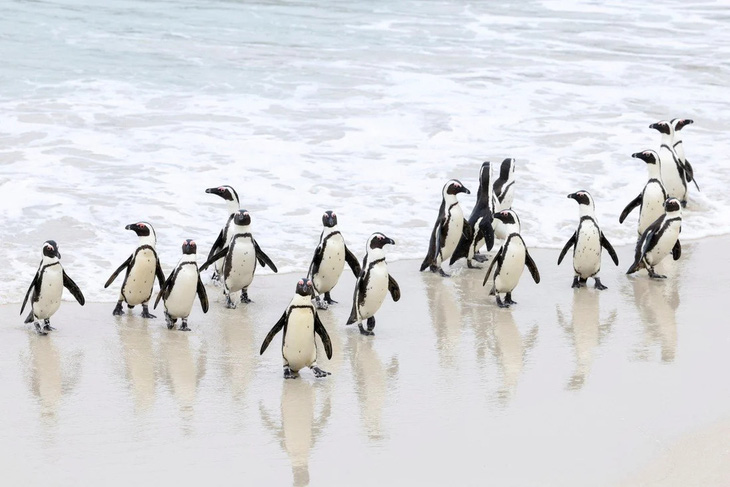 Nhiều chim cánh cụt chết vì cúm gia cầm ở Nam Phi - Ảnh 1.