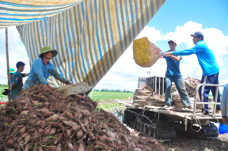 Giá khoai lang tím Nhật lập đỉnh mới, hơn 1,2 triệu đồng/tạ - Ảnh 1.