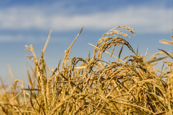 Giống lúa mới cho thu hoạch nhiều năm, không cần gieo hạt lại - Ảnh 1.
