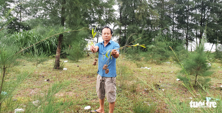 Hàng trăm cây trồng giặm tại rừng phòng hộ ở Thanh Hóa bị nhổ bỏ - Ảnh 1.