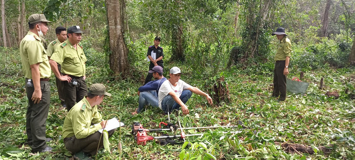 Bắt hai người chặt phá 1.910m2 rừng Phú Quốc - Ảnh 1.
