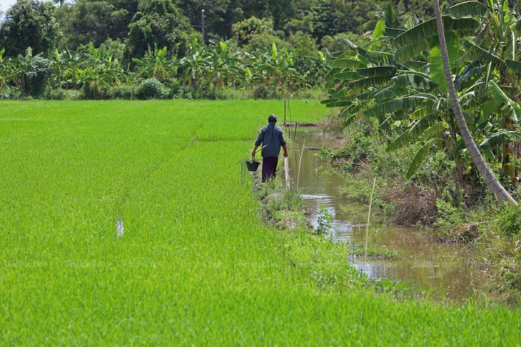 Thái Lan phát triển giống lúa Hom Le Noi chịu được lũ lụt - Ảnh 1.