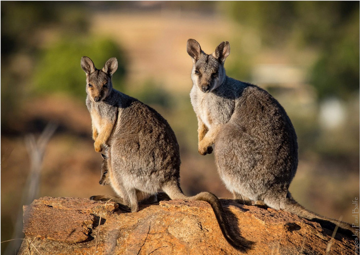 Australia ngăn chặn cuộc khủng hoảng tuyệt chủng các loài động vật hoang dã - Ảnh 1.