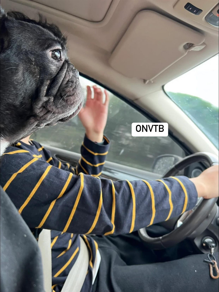 Ảnh vui 8-10: Chú chó tập trung cao độ lái xe - Ảnh 1.