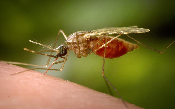 Đã có hy vọng chống bệnh sốt rét?