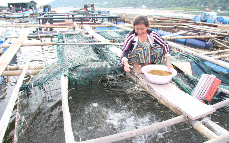 Giá cá biển lên cao gấp đôi, dân nuôi ở Kiên Giang 