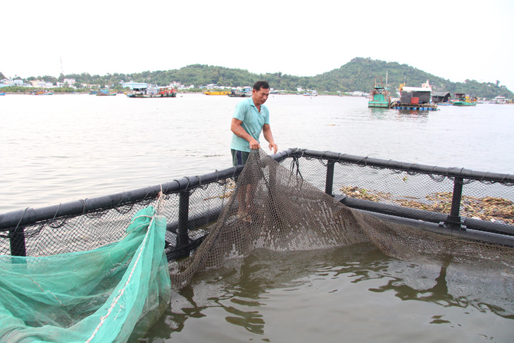 Giá cá biển lên cao gấp đôi, dân nuôi ở Kiên Giang có tiền ăn Tết - Ảnh 3.