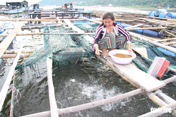 Giá cá biển lên cao gấp đôi, dân nuôi ở Kiên Giang có tiền ăn Tết - Ảnh 1.