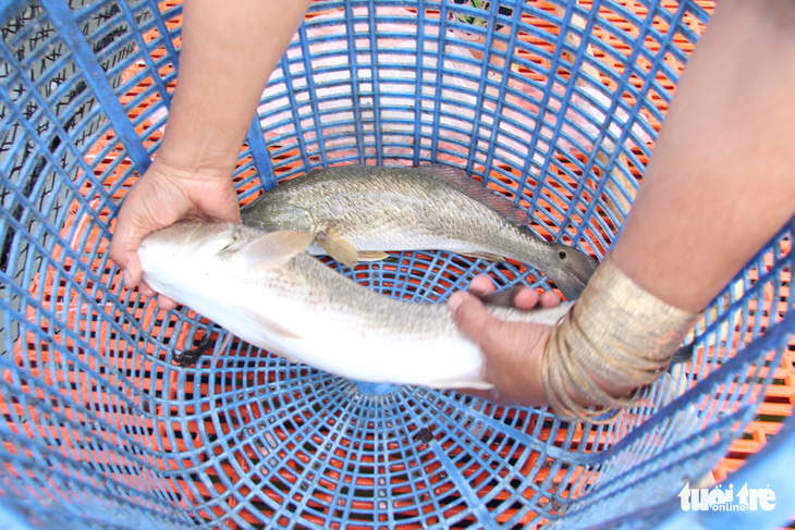 Giá cá biển lên cao gấp đôi, dân nuôi ở Kiên Giang có tiền ăn Tết - Ảnh 2.