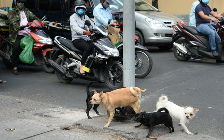 Bắt chó thả rông chỉ là giải pháp tình thế, 