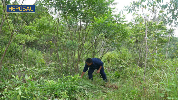 Phát triển dược liệu sản xuất Heposal - Sản phẩm giúp bảo vệ gan - Ảnh 4.