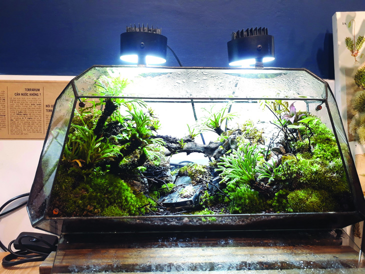 Đem thiên nhiên vào hộp Terrarium - Ảnh 1.