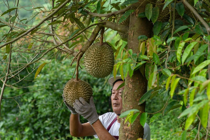 Nông dân Thái Lan lo cạnh tranh sốt vó với sầu riêng tươi Việt Nam - Ảnh 1.