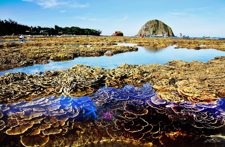 ‘Mô hình điểm’ cộng đồng bảo vệ quần thể san hô ở Phú Yên - Ảnh 1.