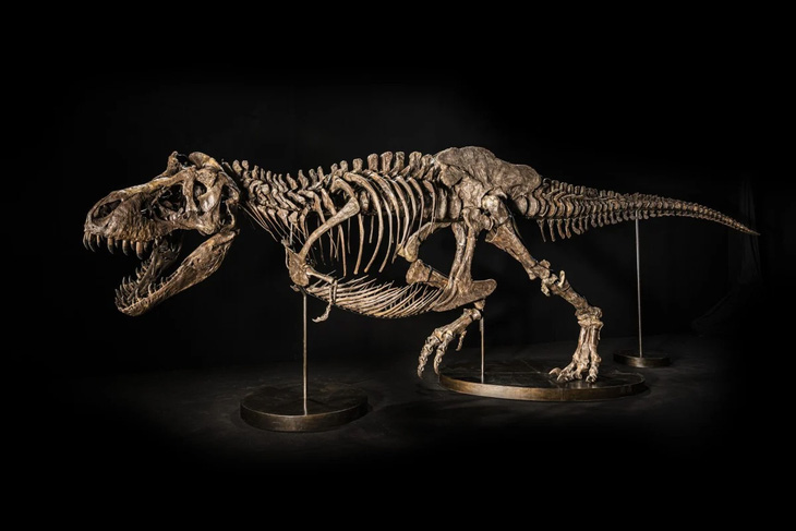 Hủy đấu giá hóa thạch bộ xương khủng long T-rex ở Hong Kong (Trung Quốc) - Ảnh 1.