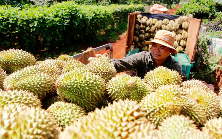 Lợi thế cho sầu riêng Việt Nam