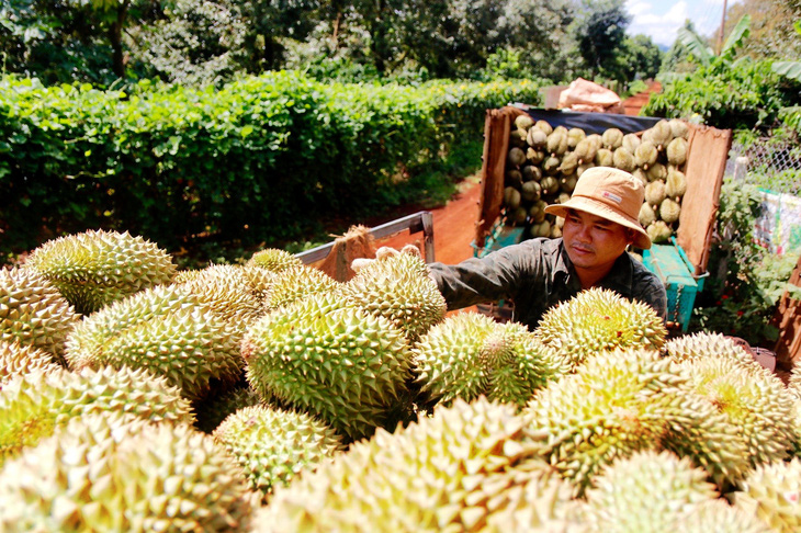 Lợi thế cho sầu riêng Việt Nam - Ảnh 2.