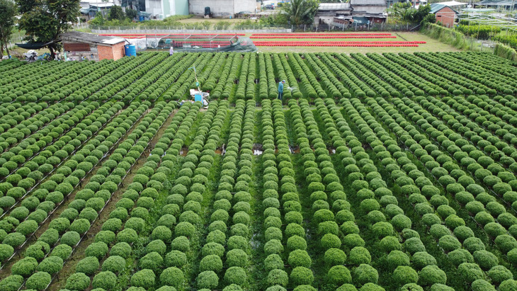 Người trồng hoa Chợ Lách lo lắng vì mưa kéo dài - Ảnh 1.