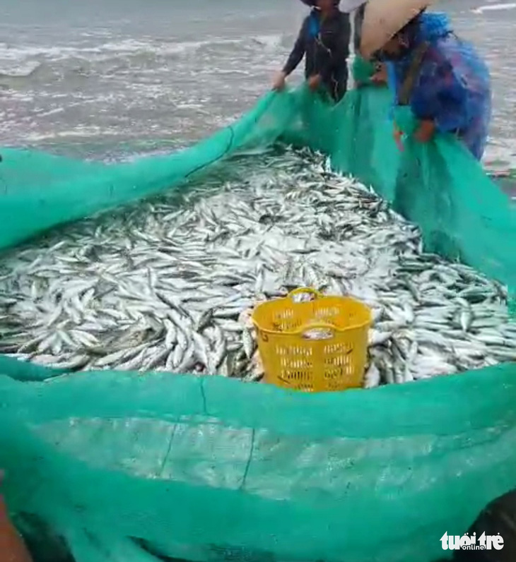 Ngư dân đứng trên bờ kéo lưới trúng mẻ cá gần 3 tấn - Ảnh 2.