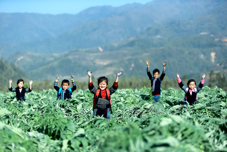 Trẻ em Sa Pa, tỉnh Lào Cai trên cánh đồng actiso, loại cây dược liệu được sử dụng làm thuốc bổ gan - Ảnh: NGUYỄN KHÁNH