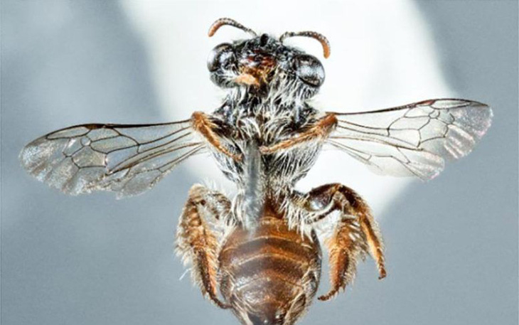 Loài ong mới kỳ lạ với khuôn mặt như "mõm chó"