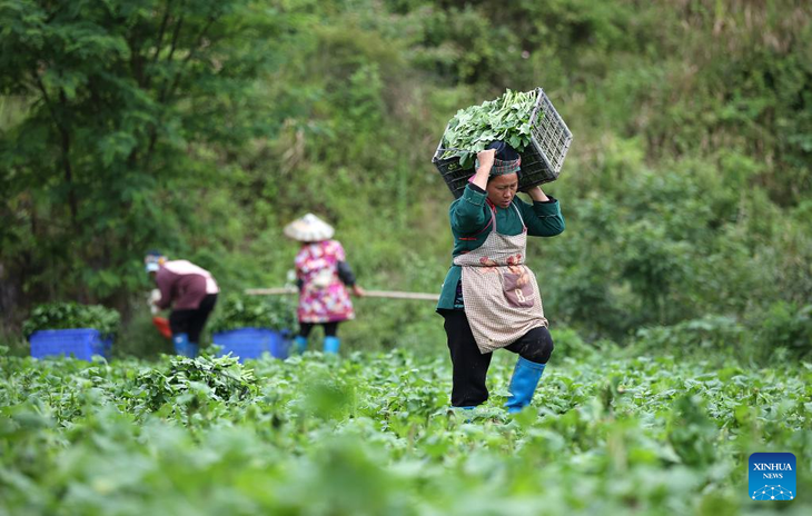 Nông dân Trung Quốc vay vốn ra sao? - Ảnh 1.