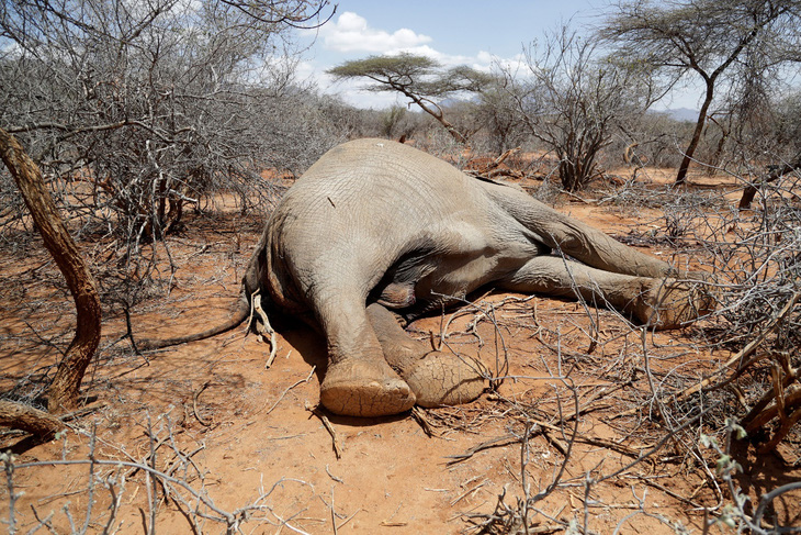 Hạn hán khiến nhiều loài động vật hoang dã chết hàng loạt tại Kenya - Ảnh 1.
