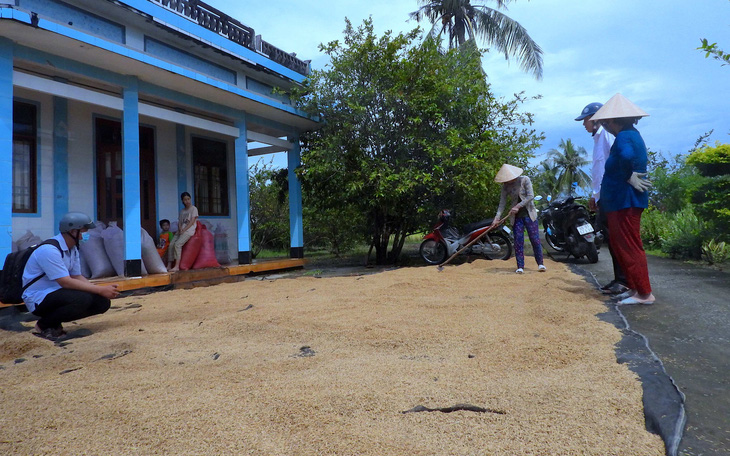 Nông dân Cà Mau bán lúa ‘ngon nhất thế giới" chỉ với giá 4.500 đồng/kg