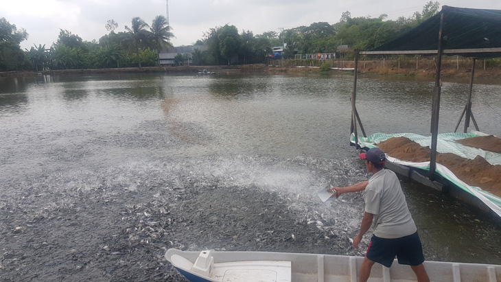 Để cá tra Việt Nam vươn ra biển lớn: Làm gì để viết tiếp những kỷ lục? - Ảnh 1.