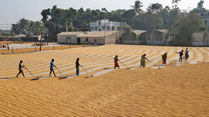 Cấm xuất khẩu gạo, thấy không ổn Ấn Độ sửa sai - Ảnh 1.