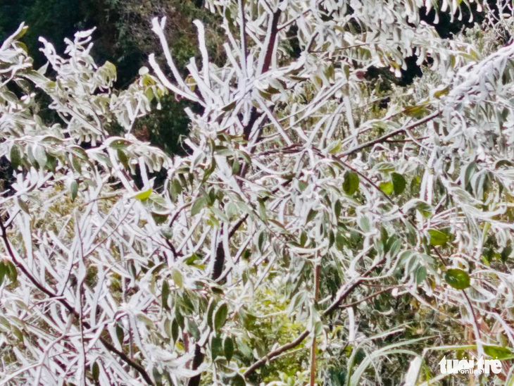 Nhiệt độ dưới 0 độ C, băng tuyết phủ trắng cây cối ở miền Tây Nghệ An - Ảnh 1.