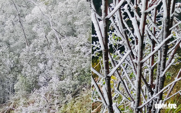 Nhiệt độ dưới 0 độ C, băng tuyết phủ trắng cây cối ở miền Tây Nghệ An - Ảnh 4.