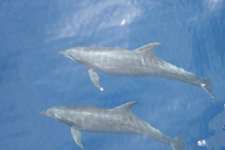Một loài cá heo mới đã tiến hóa ở Thái Bình Dương - Ảnh 2.