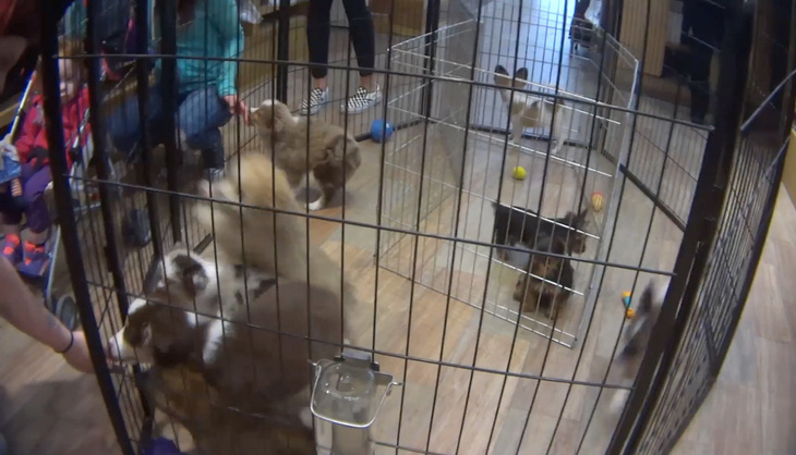 New York cấm bán chó, mèo, thỏ tại các cửa hàng thú cưng - Ảnh 1.