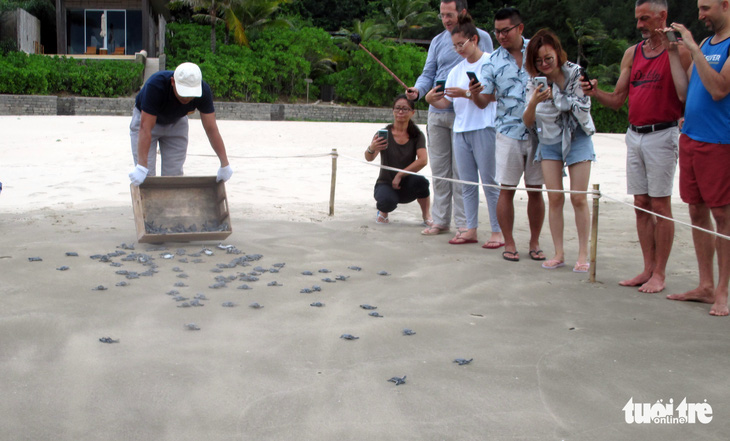Côn Đảo - ‘ngôi nhà’ an toàn của rùa biển - Ảnh 3.