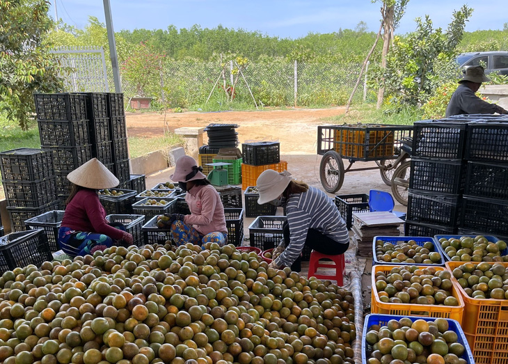 Bà Rịa - Vũng Tàu: Tập trung phát triển nông nghiệp ứng dụng công nghệ cao - Ảnh 3.