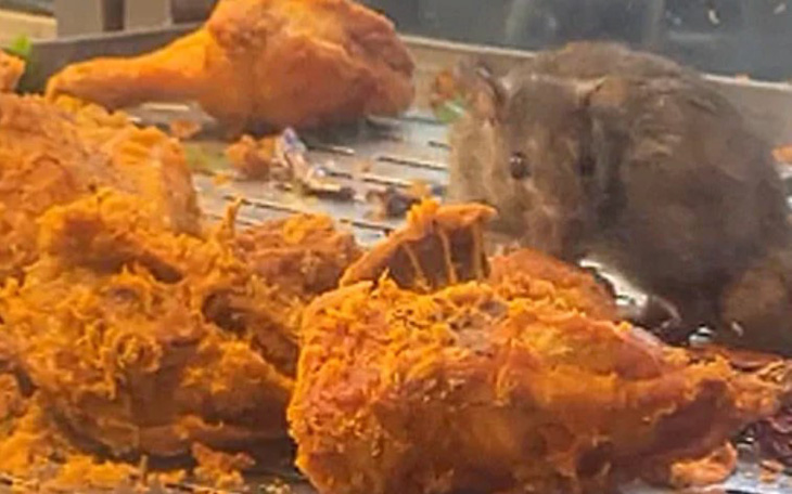 Video chuột ăn gà rán trong tủ nhà hàng ở Malaysia gây xôn xao